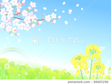 Cherry blossoms and rape blossoms cherry blossom storm rainbow soap bubble blue sky 98805290
