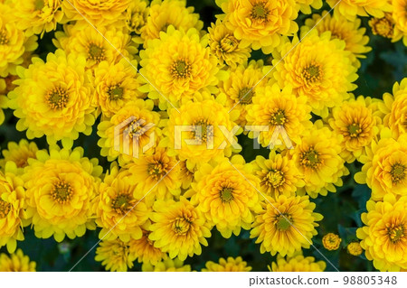 Yellow small chrysanthemum flowers in full bloom quietly 98805348