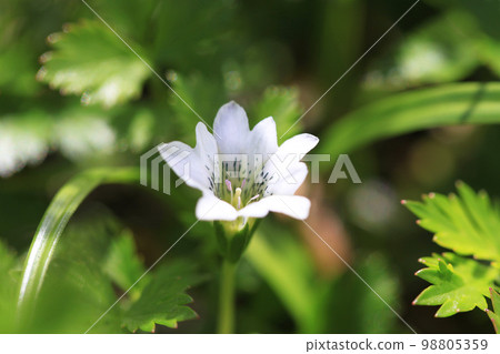 Tateyama Gentian 98805359