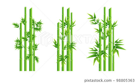 Bamboo trees element collections vector illustration Bamboo trees element collections vector illustration 98805363