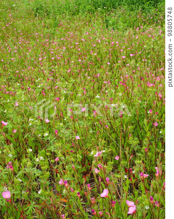 初夏田野中盛開的赤花Yugesho 98805748