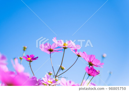 秋天的風景圖像“沐浴在美麗的秋天晴朗的天空和光線中的單一宇宙花的圖像”背景複製空間 98805750