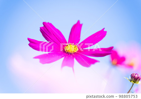 Autumn scenery image "Image of a single cosmos flower bathing in beautiful autumn clear sky and light" background copy space 98805753
