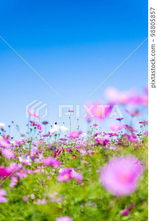 Autumn scenery image "Cosmos flower image bathing in the beautiful autumn sunshine" background copy space Autumn scenery image "Cosmos flower image bathing in the beautiful autumn sunshine" background copy space 98805857