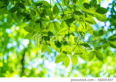 Fresh green and eco image 98805897