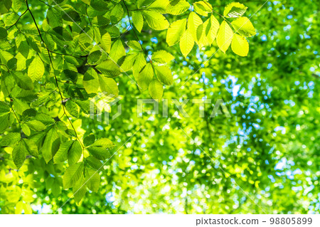 Fresh green and eco image Fresh green and eco image 98805899