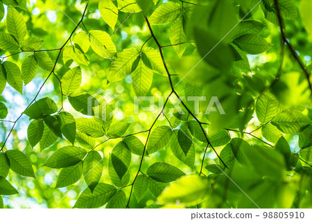 Fresh green and eco image 98805910