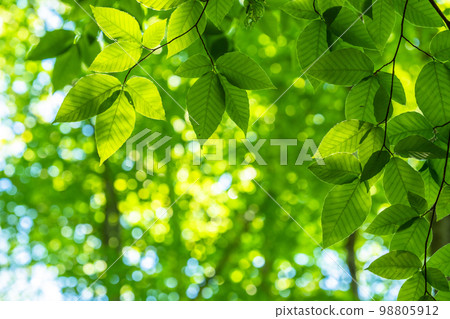 Fresh green and eco image 98805912
