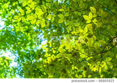 新鮮的綠色和生態形象 98805925