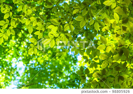 新鮮的綠色和生態形象 98805926