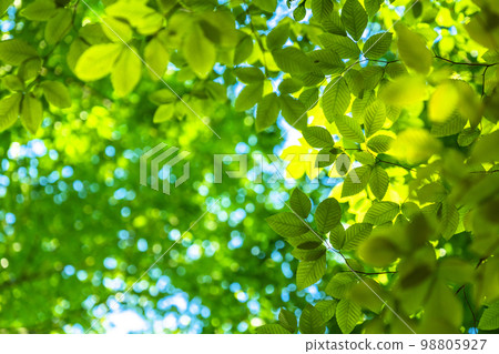 新鮮的綠色和生態形象 98805927