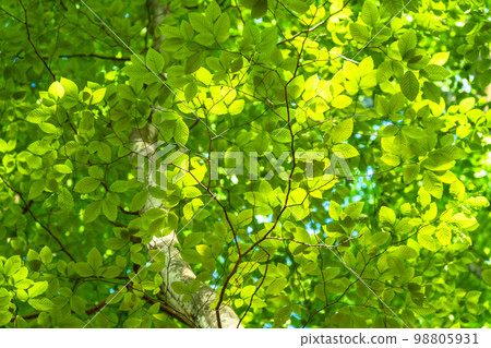 Fresh green and eco image 98805931