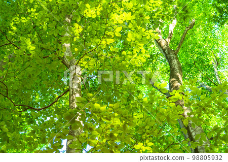 Fresh green and eco image 98805932