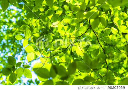 Fresh green and eco image 98805939