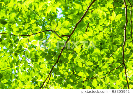 Fresh green and eco image 98805941