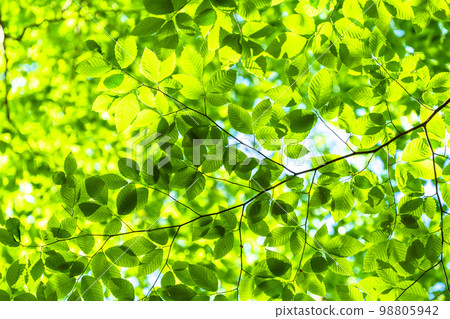 Fresh green and eco image 98805942