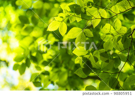 Fresh green and eco image 98805951