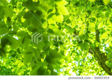 Fresh green and eco image 98805959
