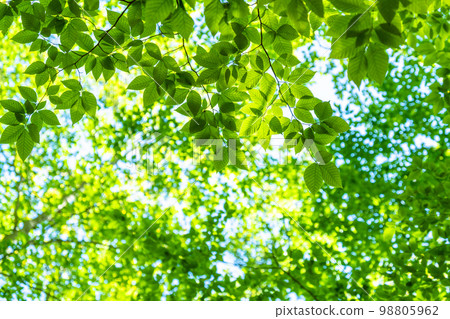 Fresh green and eco image 98805962
