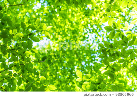 Fresh green and eco image 98805966