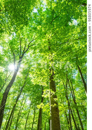 Fresh green and eco image Fresh green and eco image 98805974