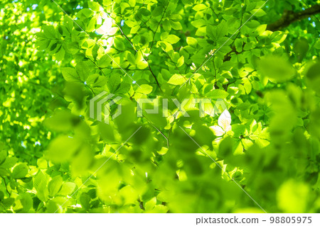 Fresh green and eco image Fresh green and eco image 98805975