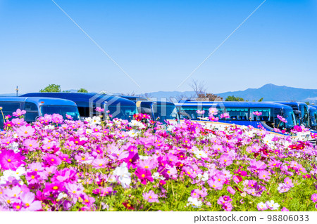 Image of autumn scenery Sightseeing bus and cosmos field scenery "Scenery around Aso Milk Ranch, famous for recreational areas and tourist attractions" Image of autumn scenery Sightseeing bus and cosmos field scenery "Scenery around Aso Milk Ranch, famous for recreational areas and tourist attractions" 98806033