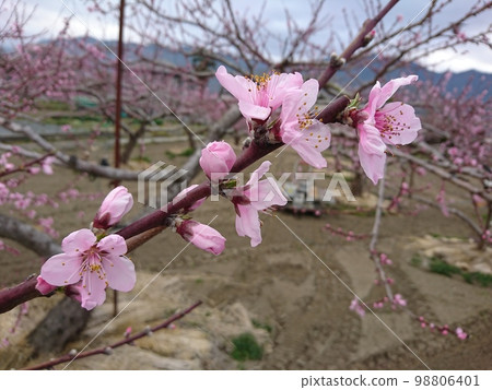  桃花 98806401