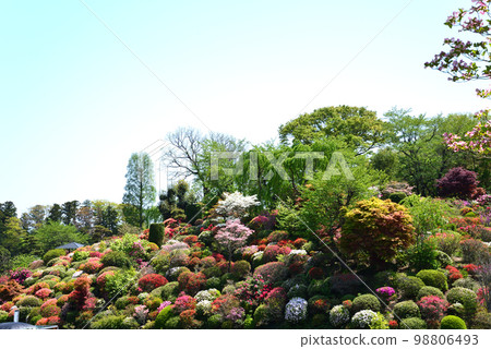 我們去了Okanbara Azalea #53 我們去了Okanbara Azalea #53 98806493