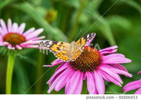 Beautiful butterfly painted lady or Vanessa cardui sitting on purple Echinacea flower in the summer. Close up. Macro. Beautiful butterfly painted lady or Vanessa cardui sitting on purple Echinacea flower in the summer. Close up. Macro. 98806853