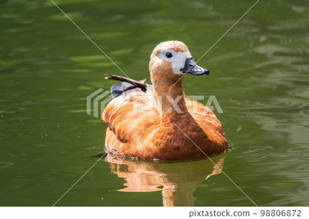 Ruddy Shelduck, or red duck, lat. Tadorna ferruginea, swimming on a lake. Ruddy Shelduck, or red duck, lat. Tadorna ferruginea, swimming on a lake. 98806872