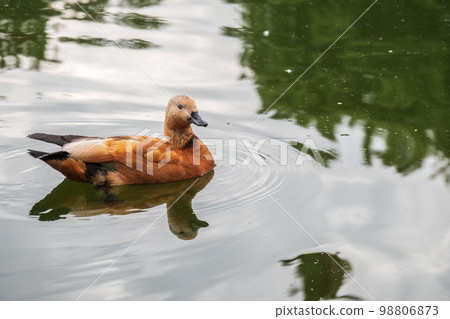 Ruddy Shelduck, or red duck, lat. Tadorna ferruginea, swimming on a lake. Ruddy Shelduck, or red duck, lat. Tadorna ferruginea, swimming on a lake. 98806873
