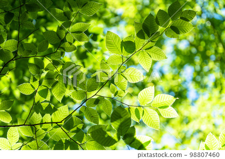 Fresh green and eco image 98807460