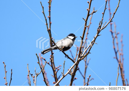 山雀在樹枝上邊緣 98807576