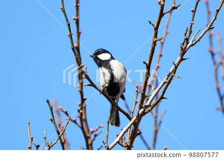 山雀在樹枝上邊緣 98807577
