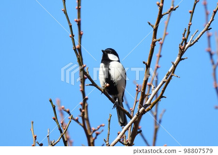Tits fringing on branches 98807579
