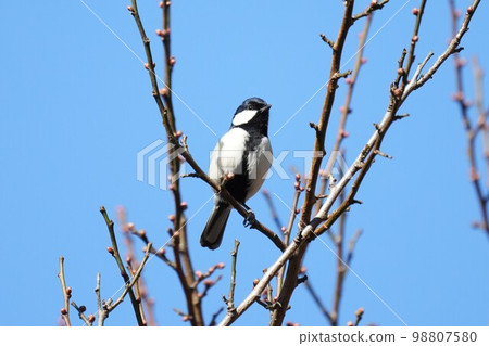 Tits fringing on branches Tits fringing on branches 98807580