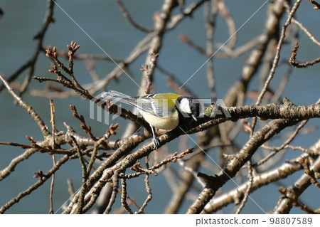 Tits fringing on branches 98807589