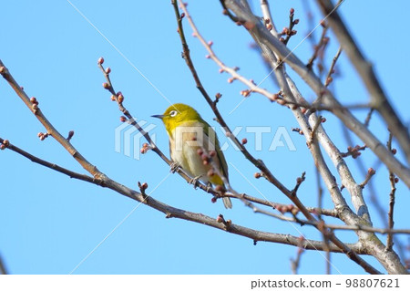 在李子分支的一棵洋李 98807621