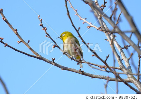 在李子分支的一棵洋李 在李子分支的一棵洋李 98807623