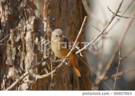 Yobitaki堅持分支機構 98807663