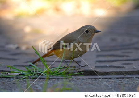 Redstart posing on a manhole cover Redstart posing on a manhole cover 98807684