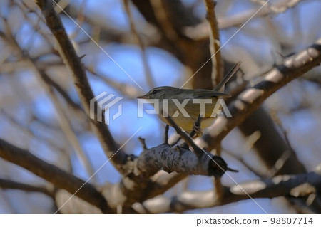 A warbler perched on a tree branch 98807714