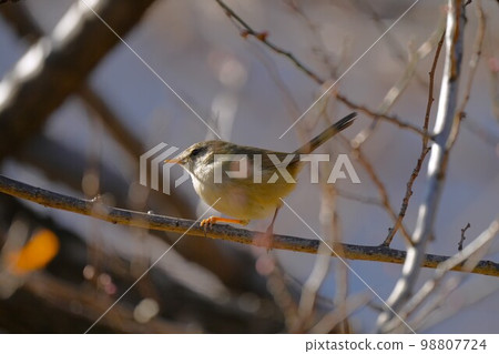 Warbler perching on a branch of a plum tree 98807724