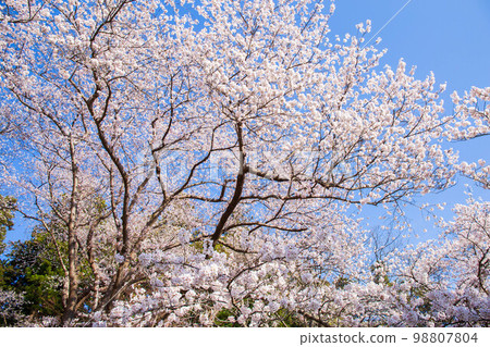 日本賞櫻名所百選 山形蝦夷山公園 98807804