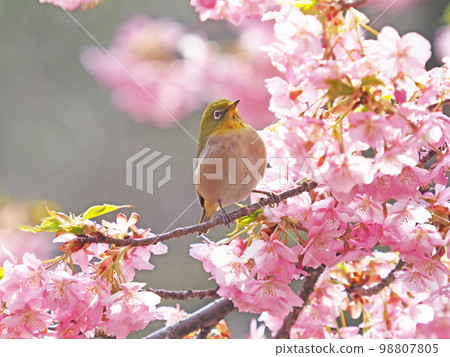 河津櫻花和mezzo 98807805