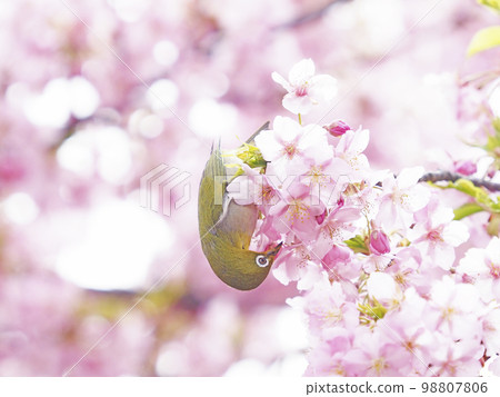 Kawazu cherry tree and mezzo 98807806