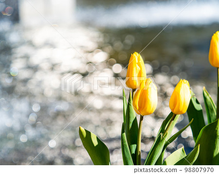 A refreshing view of sparkling fountains and yellow tulips in full bloom A refreshing view of sparkling fountains and yellow tulips in full bloom 98807970