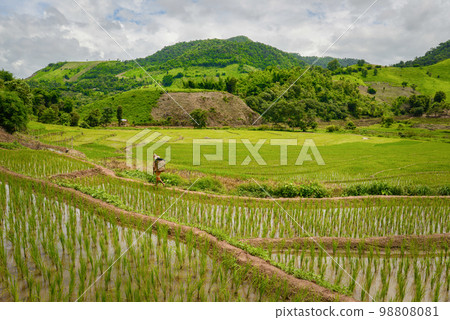 The rice terraces field in Chiangrai province of northern part of Thailand. The rice terraces field in Chiangrai province of northern part of Thailand. 98808081