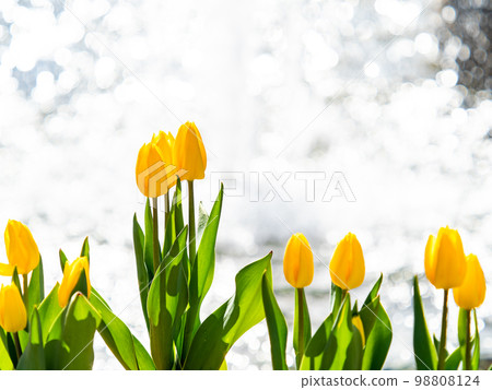 波光粼粼的噴泉和盛開的黃色鬱金香令人耳目一新 波光粼粼的噴泉和盛開的黃色鬱金香令人耳目一新 98808124